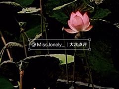 -荔湾湖公园