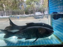 -浔味·山屿湖·正宗淳牌全鱼宴老字号