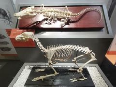 -国家自然博物馆