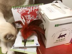 -瑞派长江宠物医院·猫科·外科·24小时夜护(谊城公寓分院)
