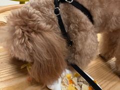 -帕帕拉兹宠物(亚洲旗舰店)