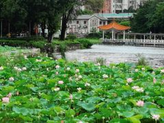 -荔湾湖公园