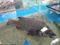 -清水湾3号(东方小周海鲜店)