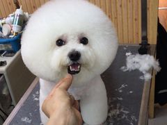 -爱宠屋pet shop·宠物洗澡·宠物美容