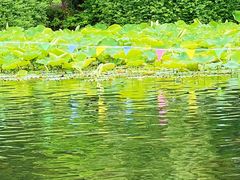 -桂湖森林公园