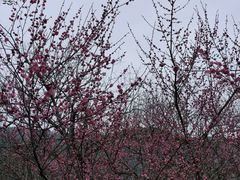 -丰都鬼城名山景区