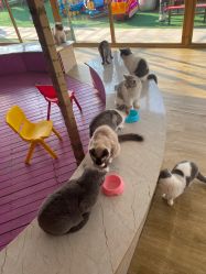 -萌宠亲子动物乐园(槐房万达店)