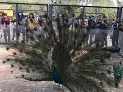 -长白岛森林公园