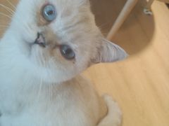 -猫腻·猫咖·撸猫馆(星光大道店)