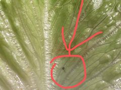 -千滋百味自助海鲜烤肉(布吉景华店)