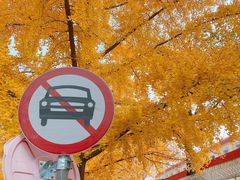-三里屯东五街银杏大道