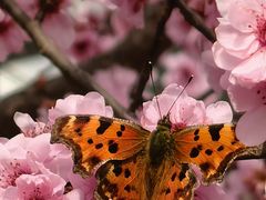 -鹫峰国家森林公园