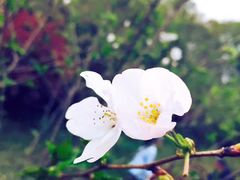 -武汉大学-樱园