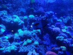 -太平洋海底世界