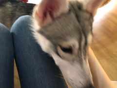 -Husky Go! 哈士奇体验馆·宠物咖啡厅狗咖