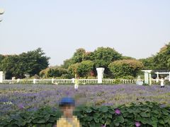 -百万葵园