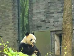 -都江堰中华大熊猫苑
