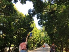 -八大关景区