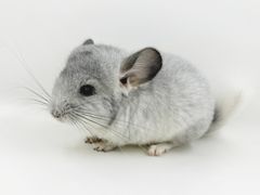 -龙猫仔乐园(惠福东路店)