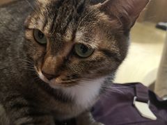 -滚猫咖啡·猫咖·猫友好撸猫(未来城店)