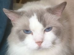 -楼上猫咖(罗湖店)