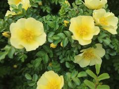 -石家庄市植物园