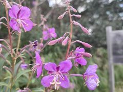 -白草畔自然风景区