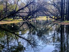-上海共青森林公园