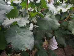 -马陆小张葡萄园农家乐