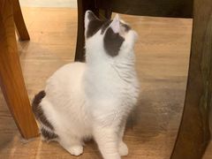-猫小院猫主题餐厅(三里屯店)