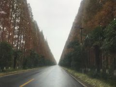 -黄海国家森林公园