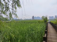 -洋湖国家湿地公园