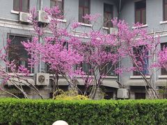 -山东大学(洪家楼校区)