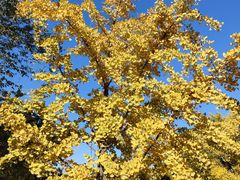 -北京西山国家森林公园