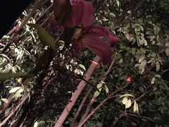 -花马天堂云南餐厅 Lost Heaven(高邮路店)