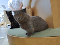 -CAT’S MEWSTAR CAFE·喵星球猫屋(晴湾咖啡店)