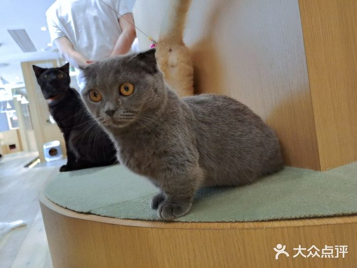 CAT’S MEWSTAR CAFE·喵星球猫屋(晴湾咖啡店)图片
