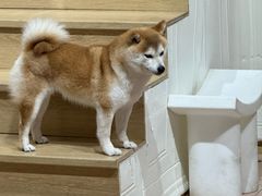 -雪儿钱局泡菜