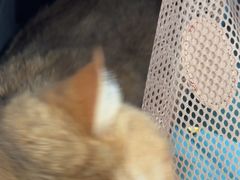 -伟伟宠物医院·瑞派猫友好医院·猫科(光谷店)