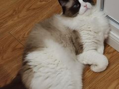 -唐小姐の猫狗洗护·购宠旗舰店(周浦万达店)