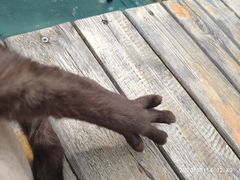 -喵屿·大理花园猫咖