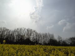 -桤木河湿地公园