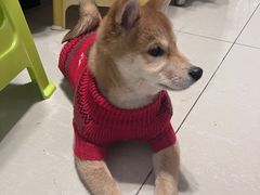 -喜柴咖啡·柴犬狗咖