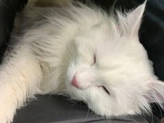 -纳吉亚猫专科动物医院(康都外科中心)