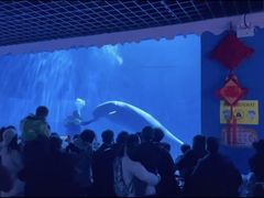 -多彩贵州城极地海洋世界