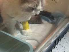 -半岛宠物医院24小时(科华中路店)