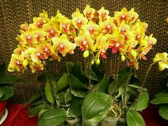 -兰陵国家农业公园