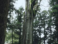 -阿里山神木遗迹