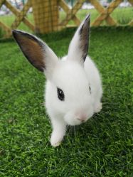 -萌宠亲子动物乐园(槐房万达店)