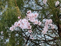-桃花堤公园